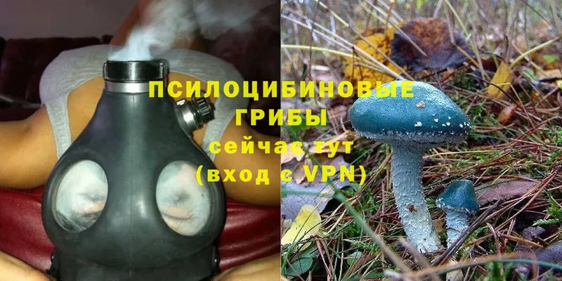 где купить   Биробиджан  Галлюциногенные грибы Magic Shrooms 